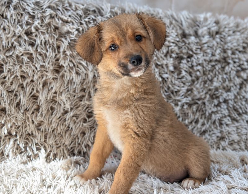 jonge pup adopteren