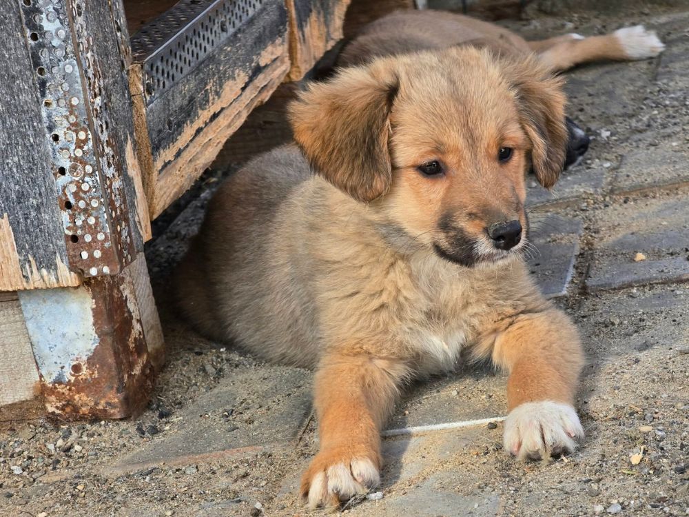 puppy adopteren