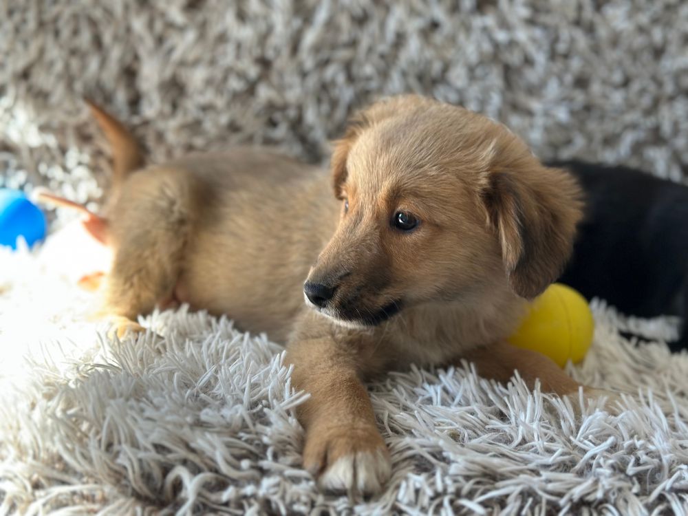 asiel puppy adopteren