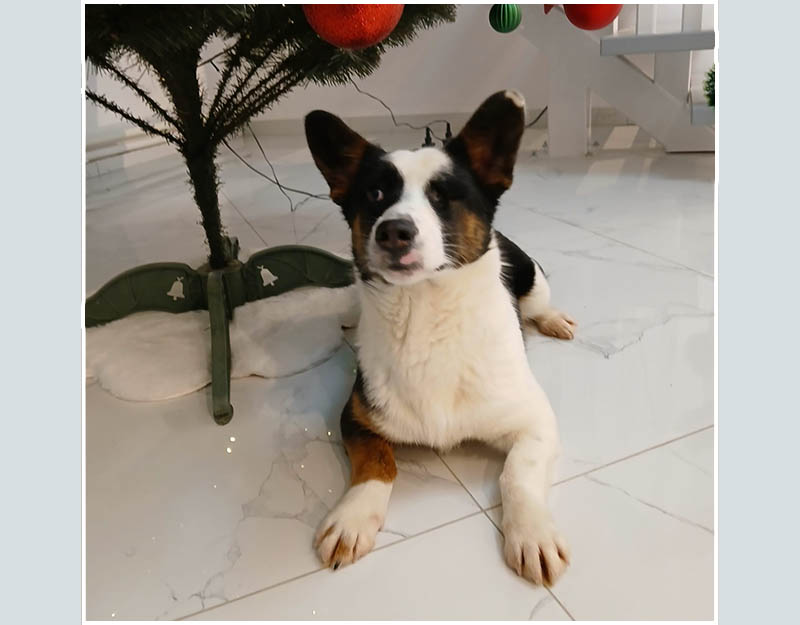 klein hondje adopteren uit roemenië