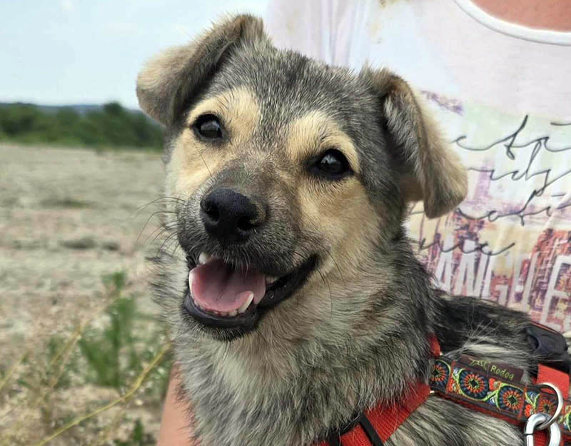 kleine hond pup adopteren