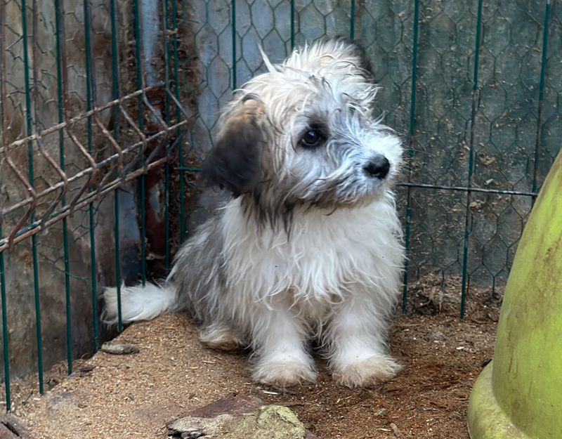 pupp uit roemenie adopteren