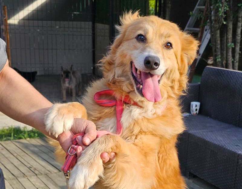 senior hond adopteren