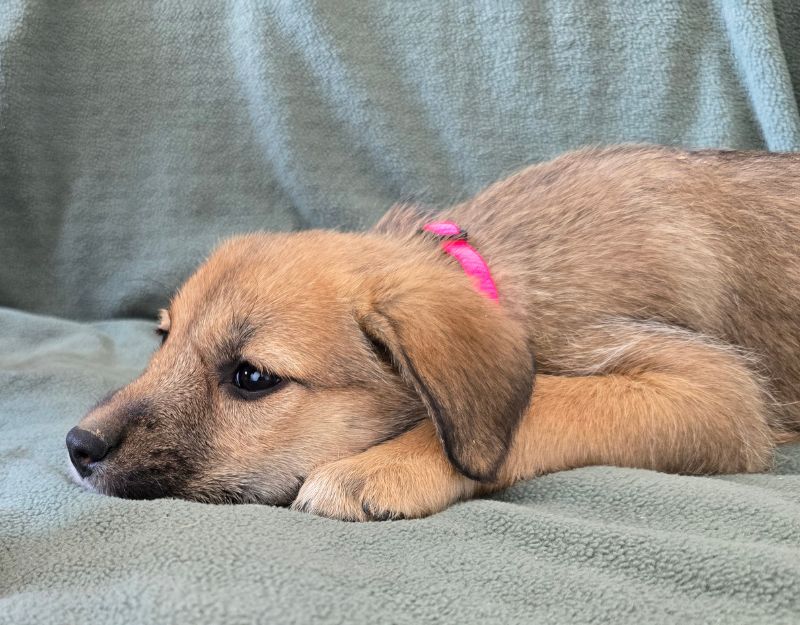 jonge pup adopteren