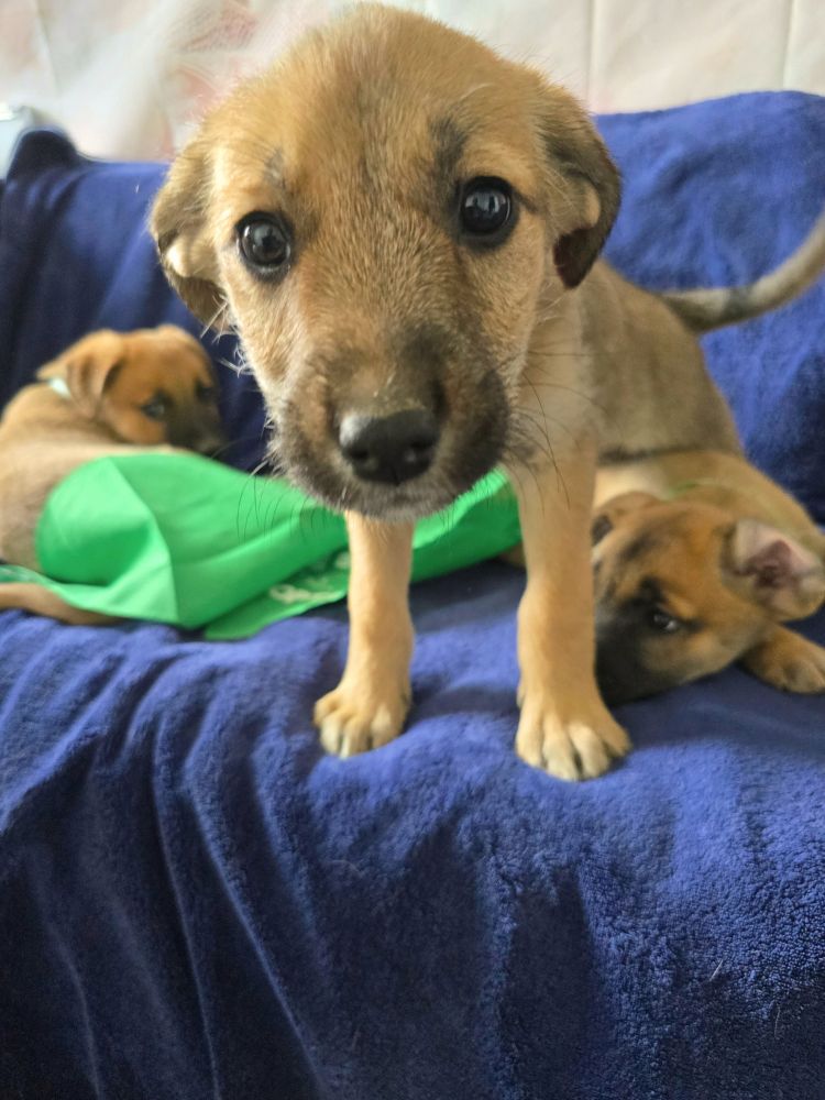 asiel puppy adopteren