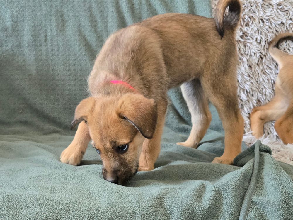puppy adopteren