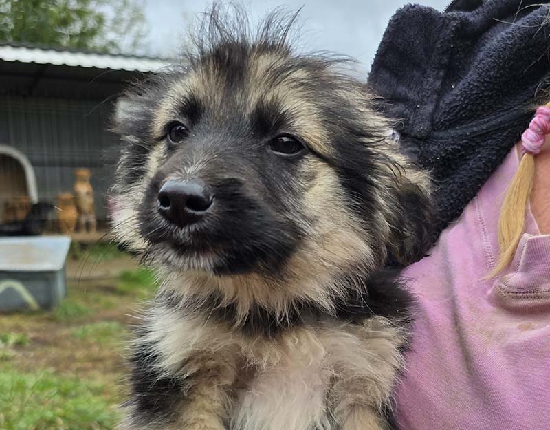 asiel hond adopteren