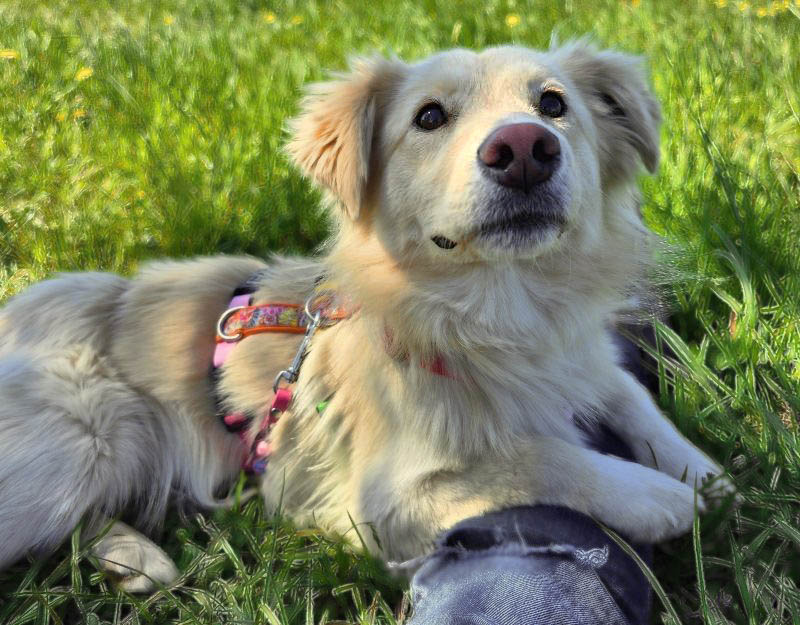 herplaatsing hond nederland