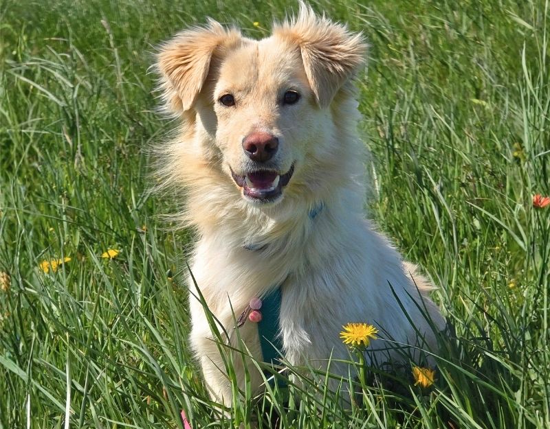 herplaatsing hond nederland