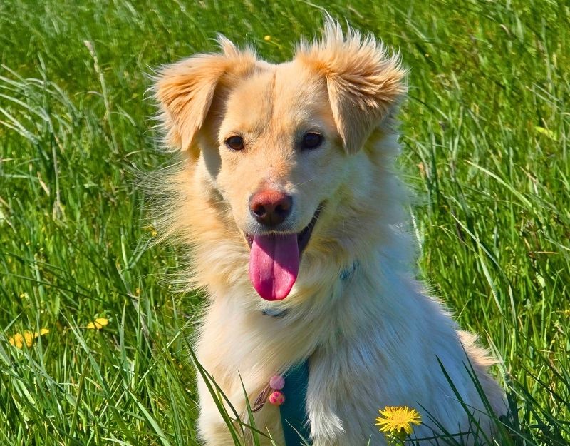 pups asiel adopteren