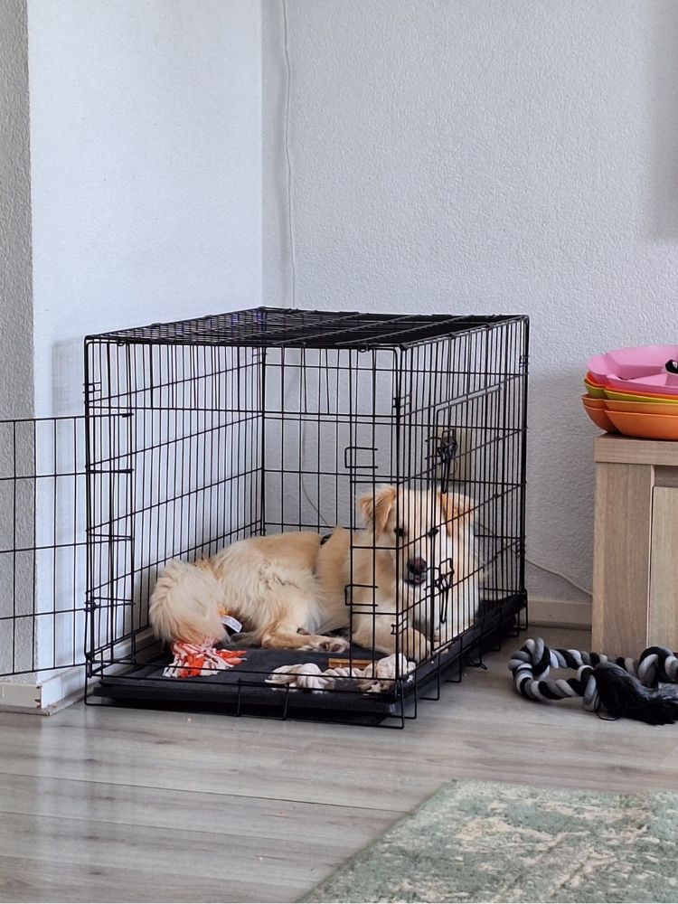 herplaatsing hond