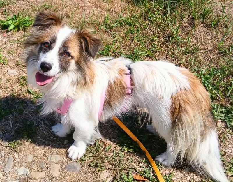 pups asiel adopteren