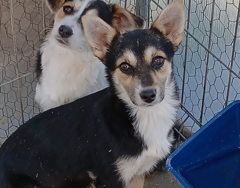 puppie adopteren