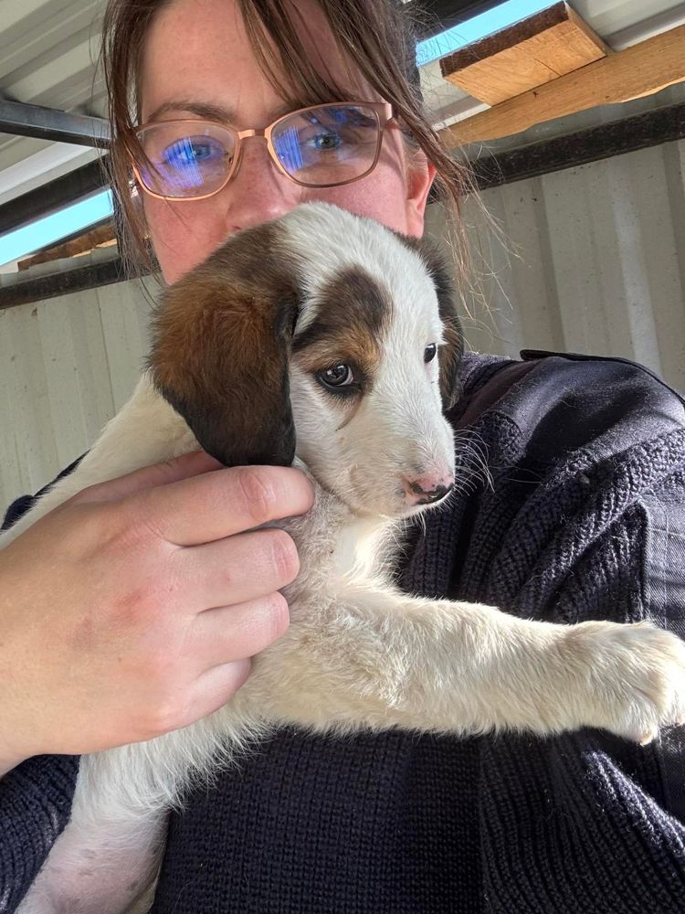 asiel puppy adopteren