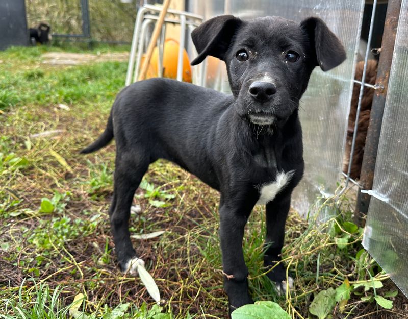 pup uit roemenie adopteren