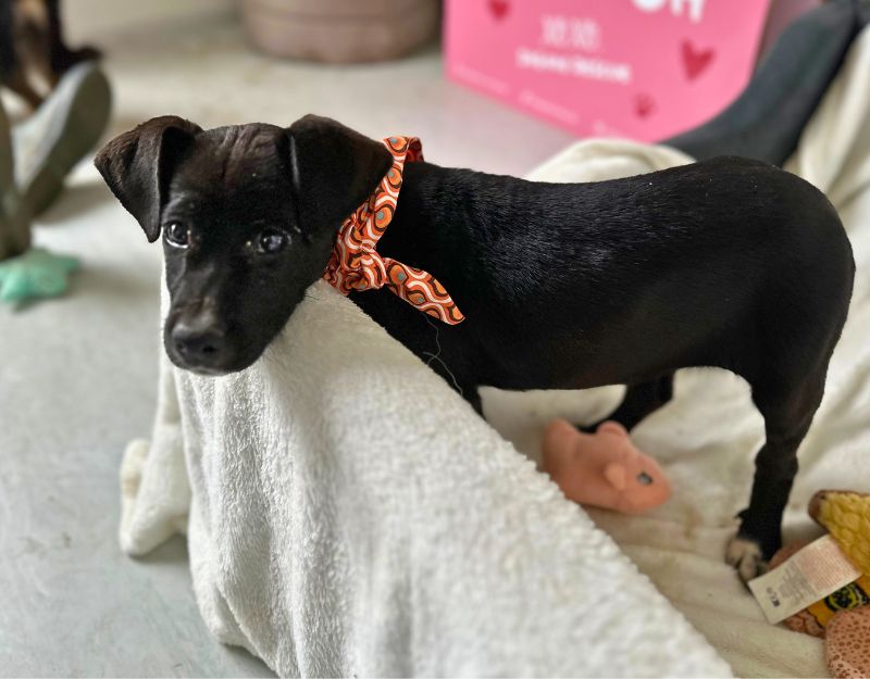 pup uit roemenie adopteren