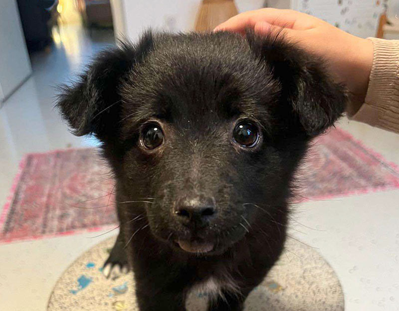puppie adopteren