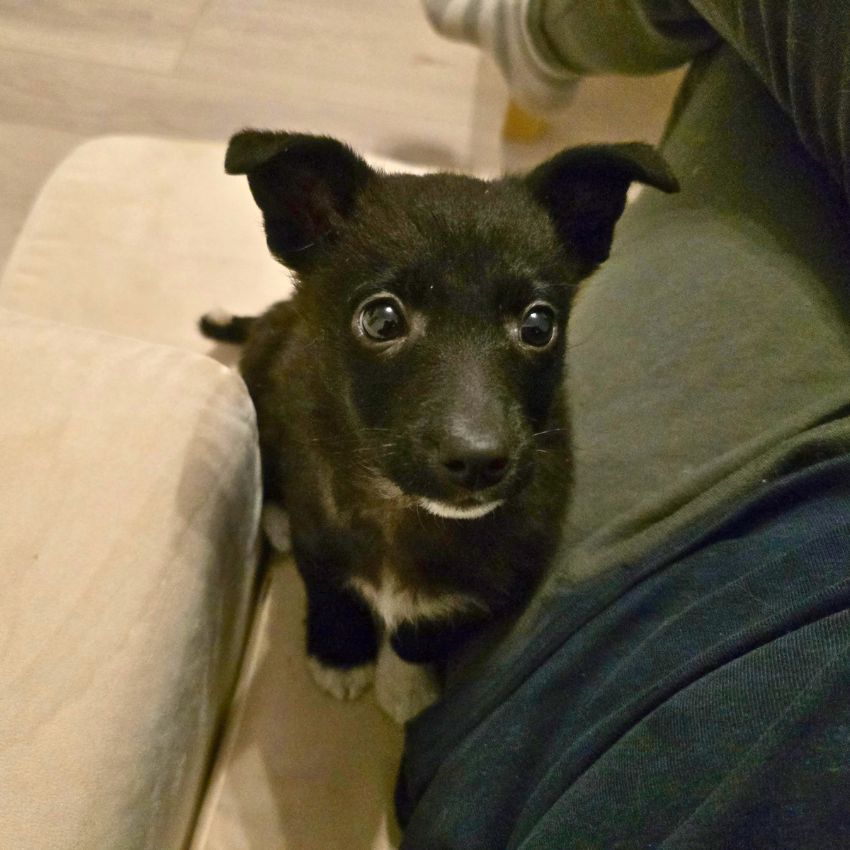 buitenlandse puppy adopteren