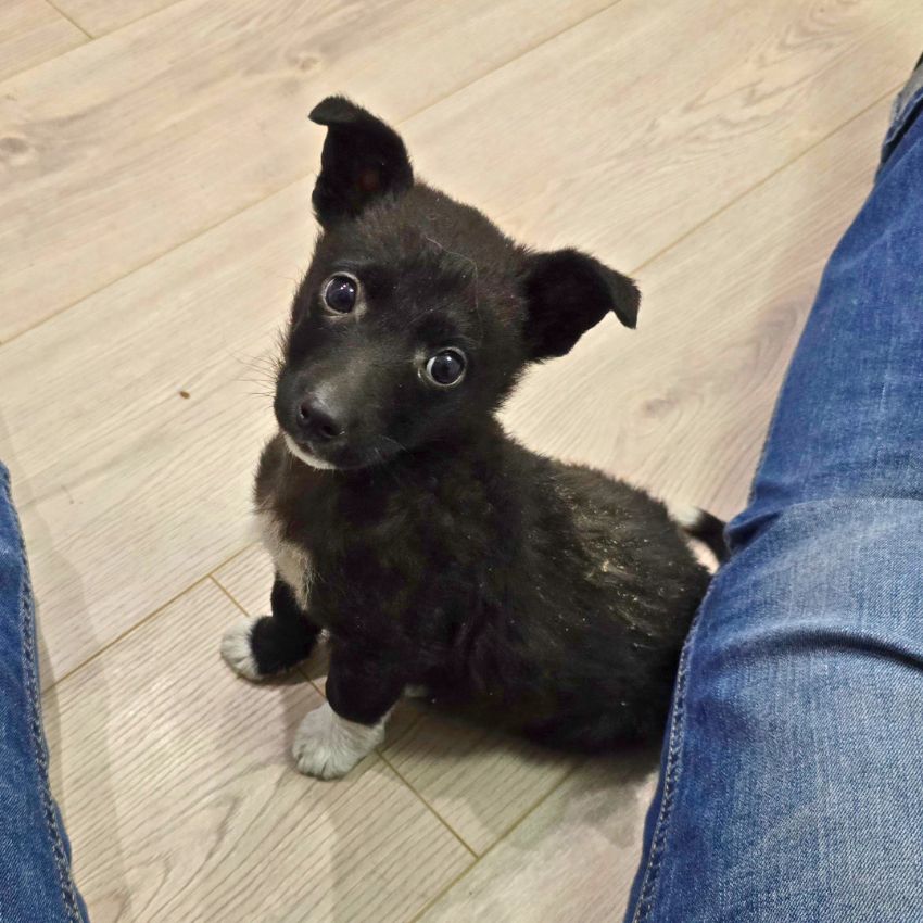 puppy adopteren