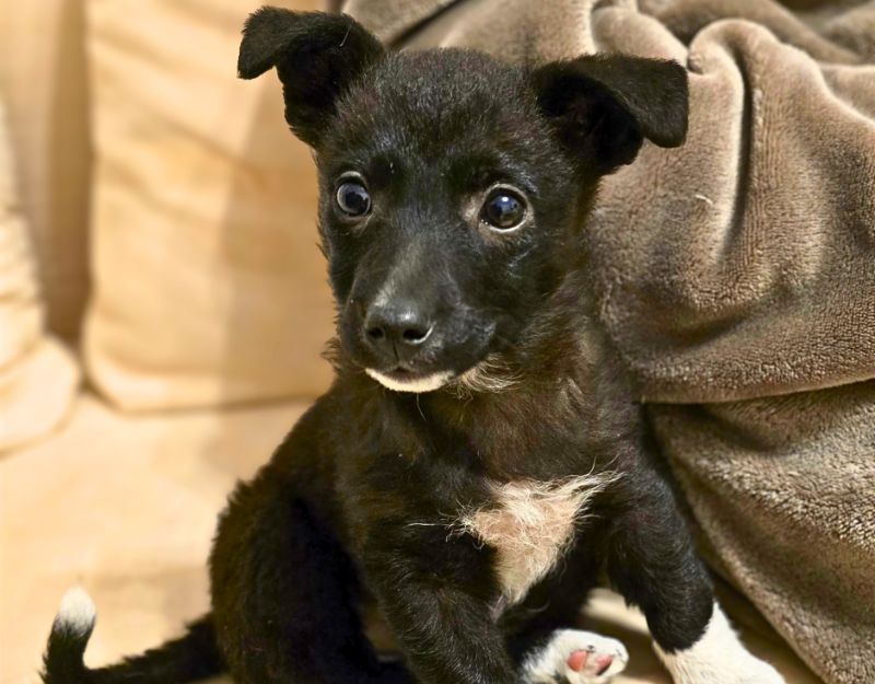 buitenlandse hond jonge pup adopteren