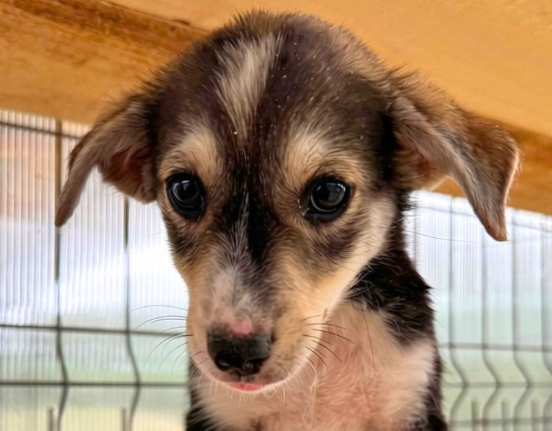 jonge pup adopteren