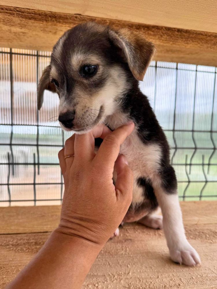 puppy adopteren