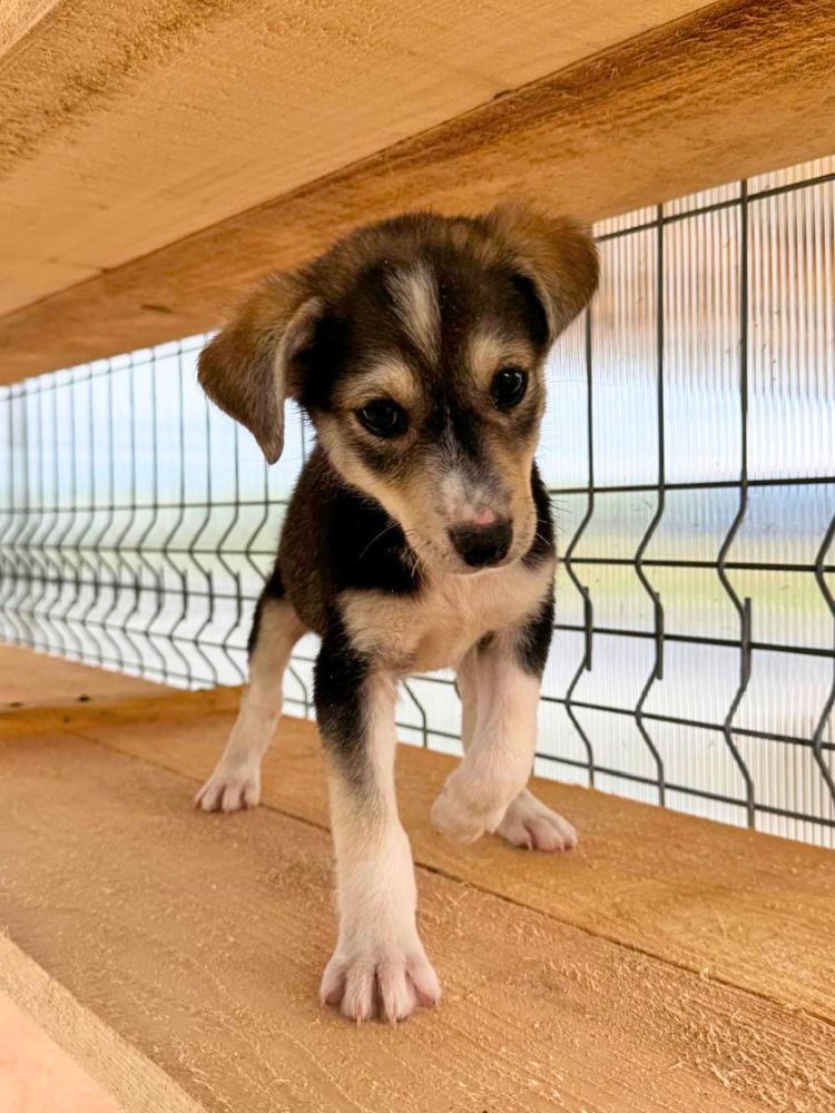 asiel puppy adopteren
