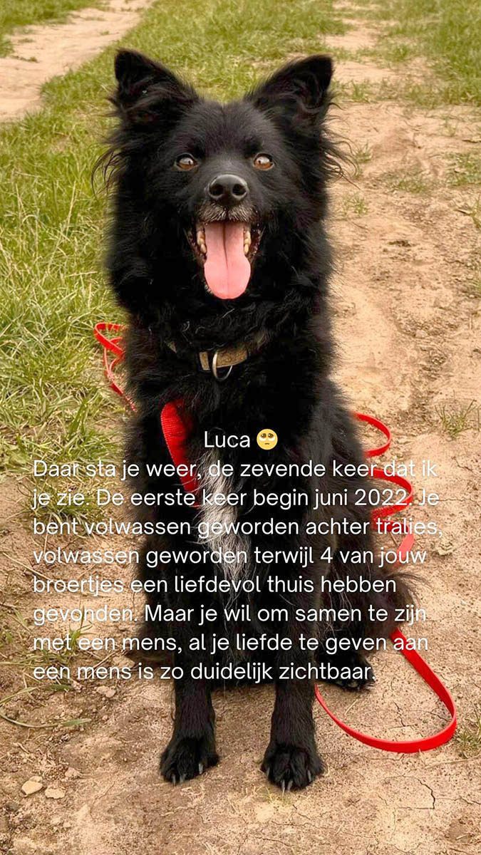 buitenlandse asielhond adopteren