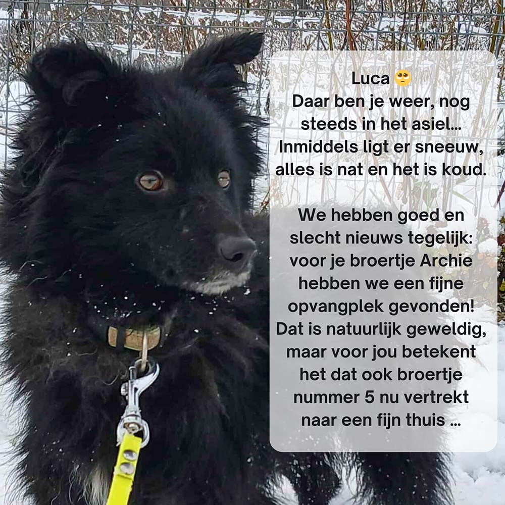 buitenlandse asielhond adopteren