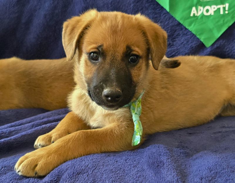 jonge pup adopteren