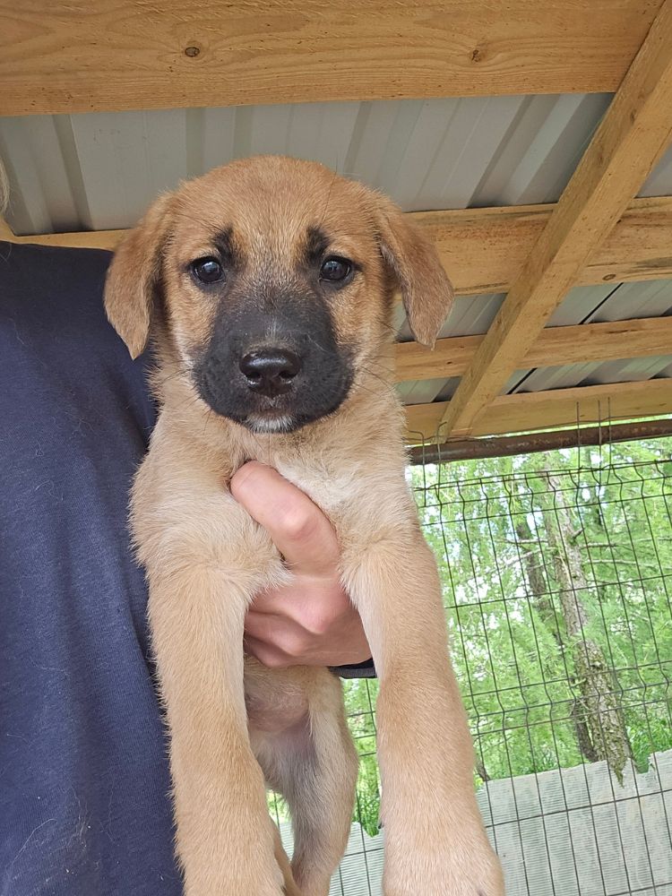 asiel puppy adopteren