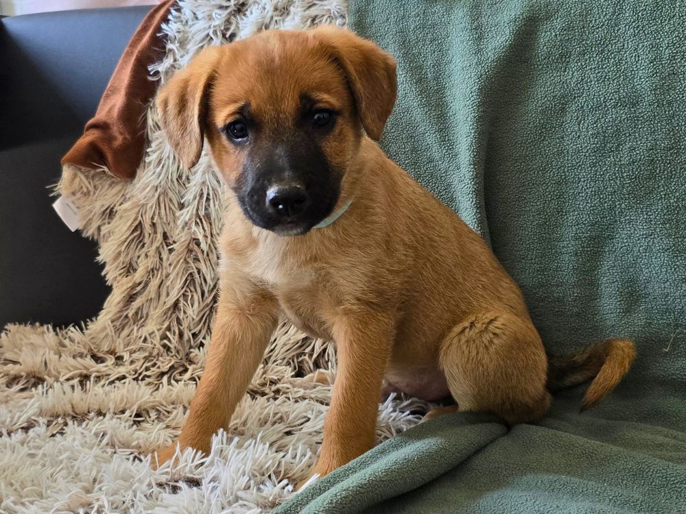 puppy adopteren