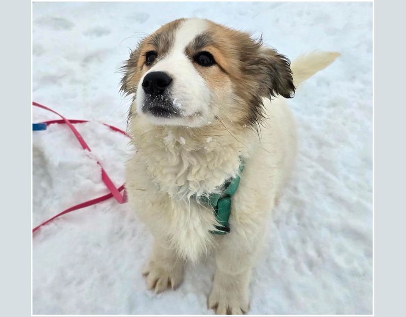 hond adopteren pup maartje