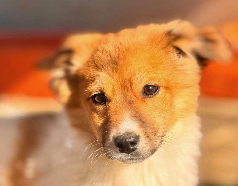 kleine hond adopteren pup mano