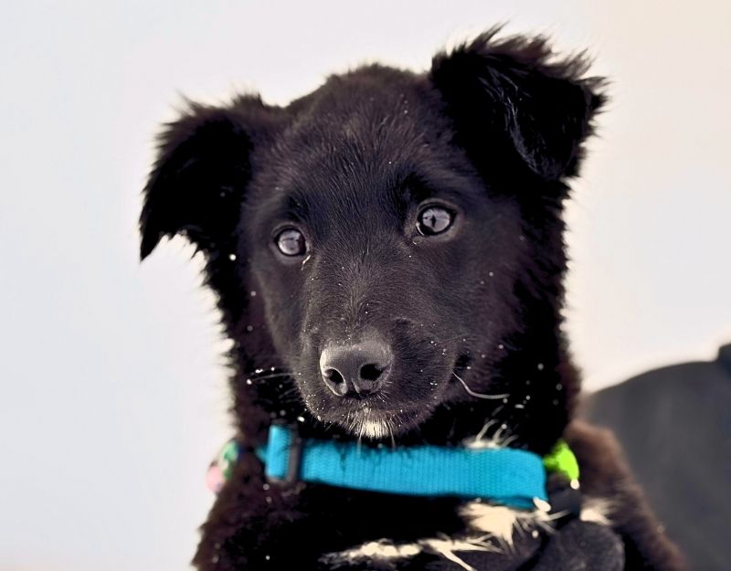 hond adopteren pup maeyve