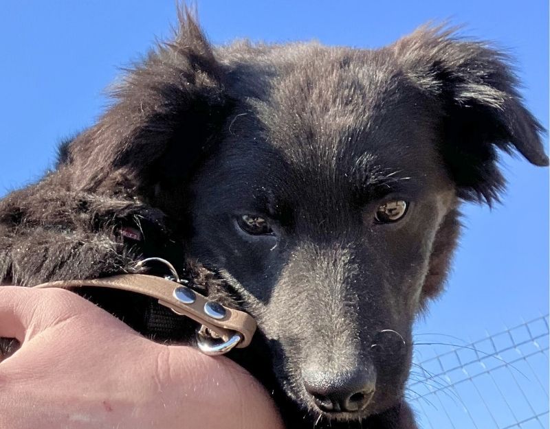 roemeense hond adopteren