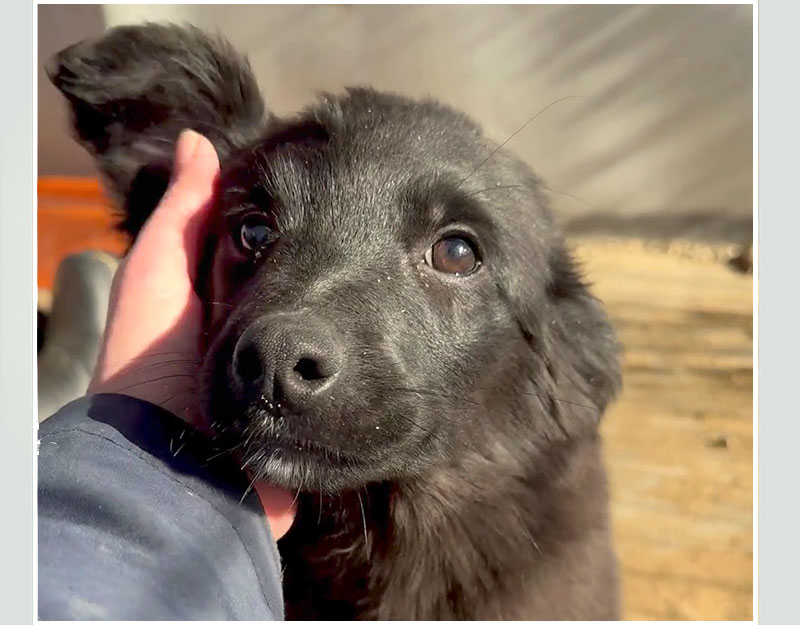 roemeense hond adopteren