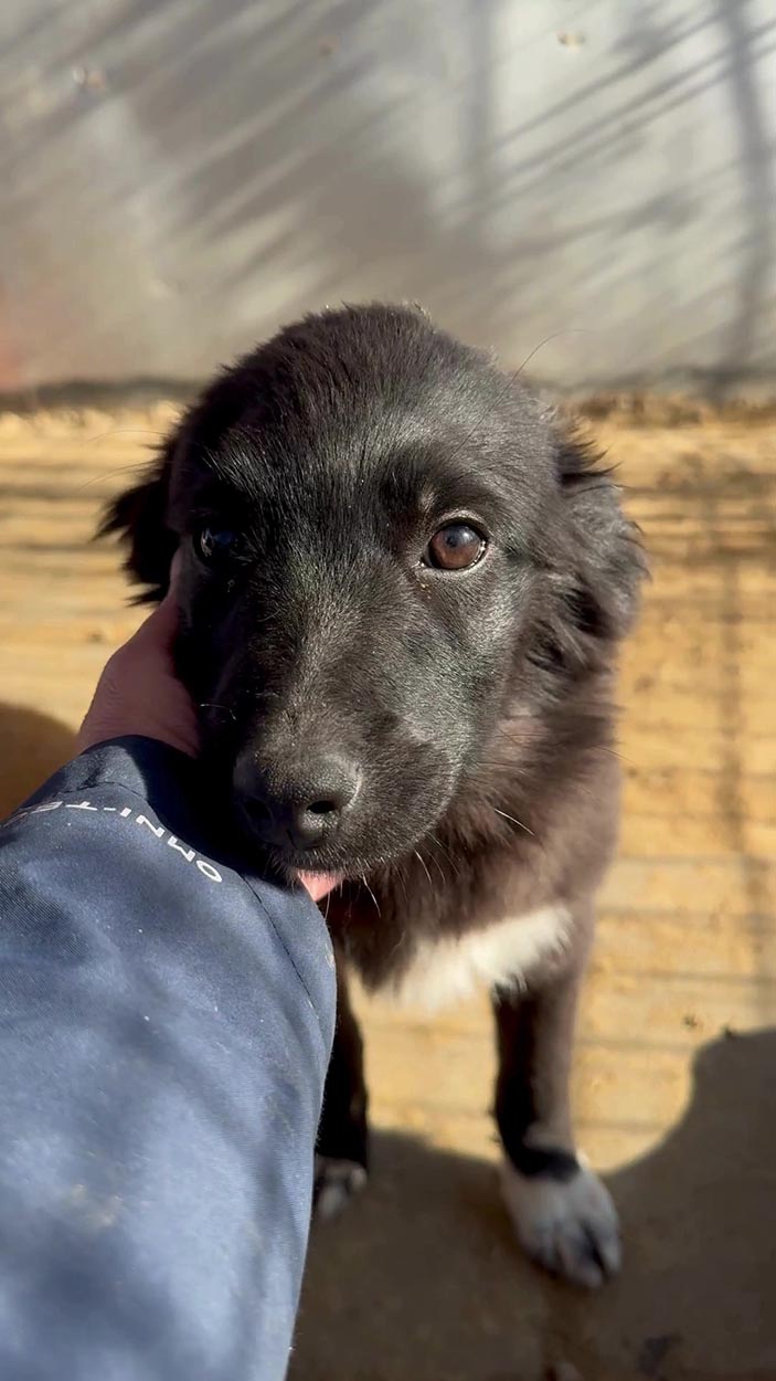 roemeense hond adopteren