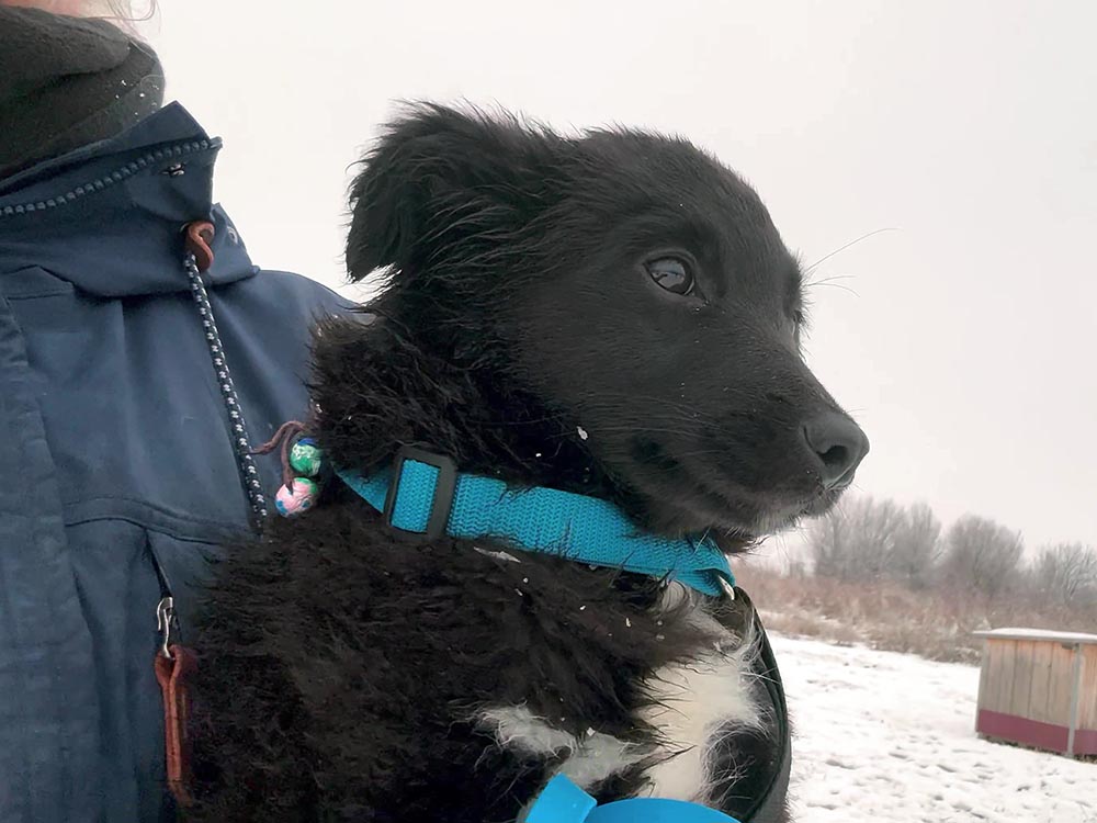 roemeense hond adopteren