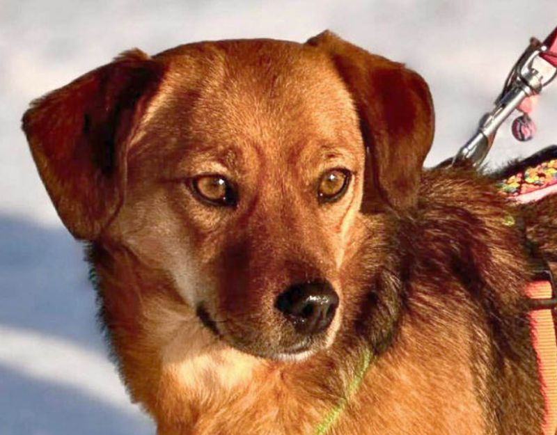 kleine hond in het asiel