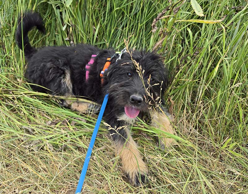 asiel pup adopteren