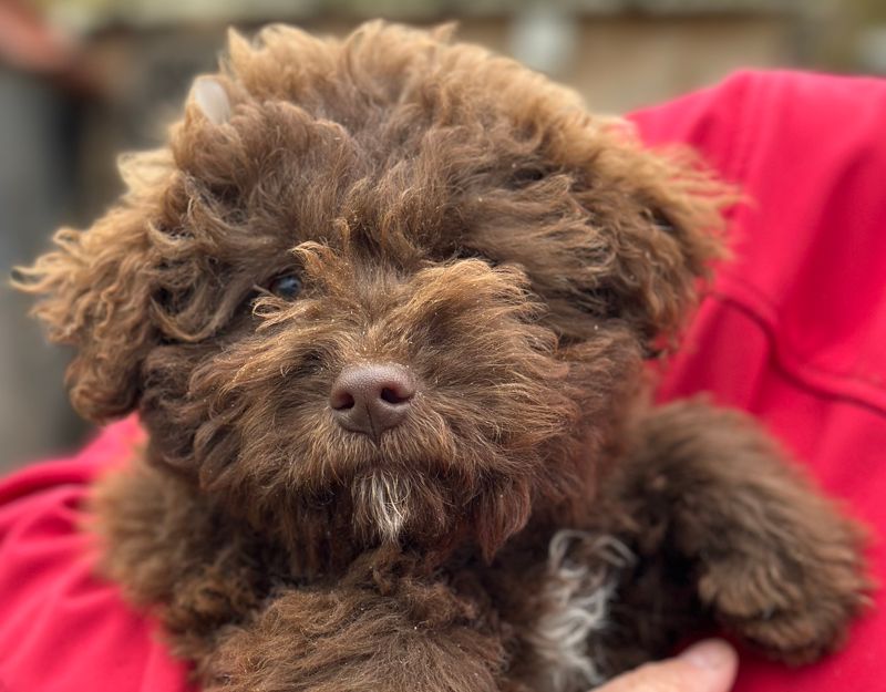 pup uit roemenie adopteren