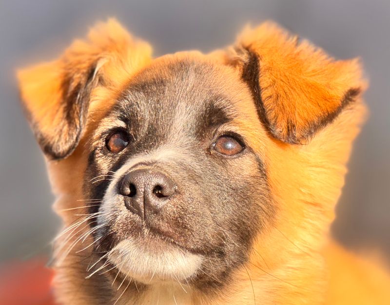 kleine hond adopteren pup mano