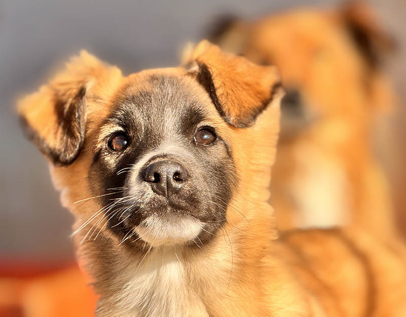 hond adopteren pup matteo