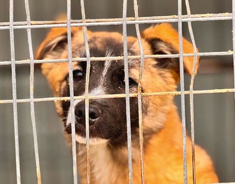 hond adopteren pup matteo