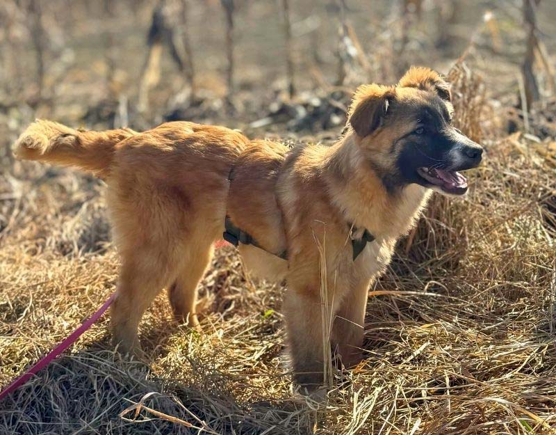hond adopteren pup matteo