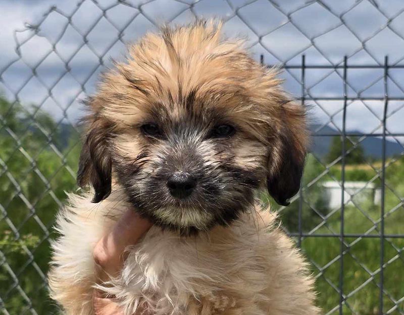 pup adopteren uit roemenië