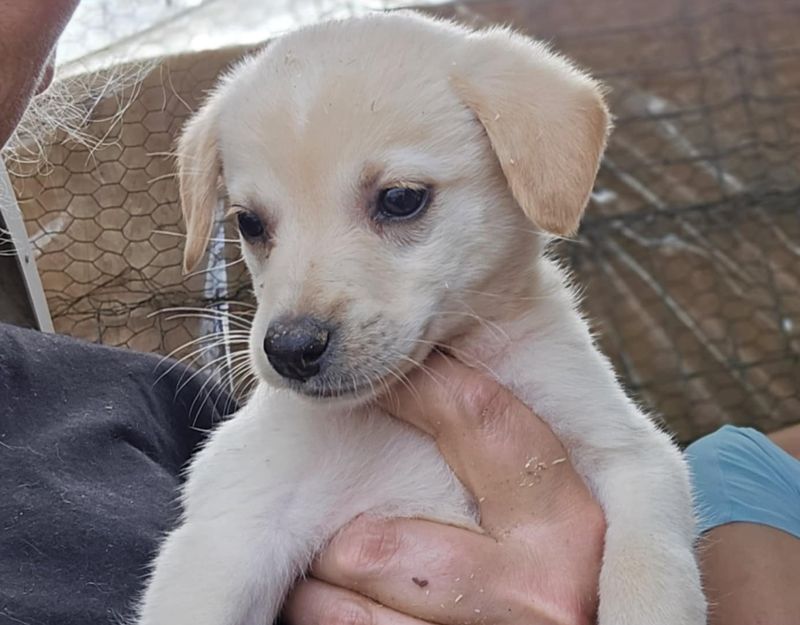 puppie adopteren