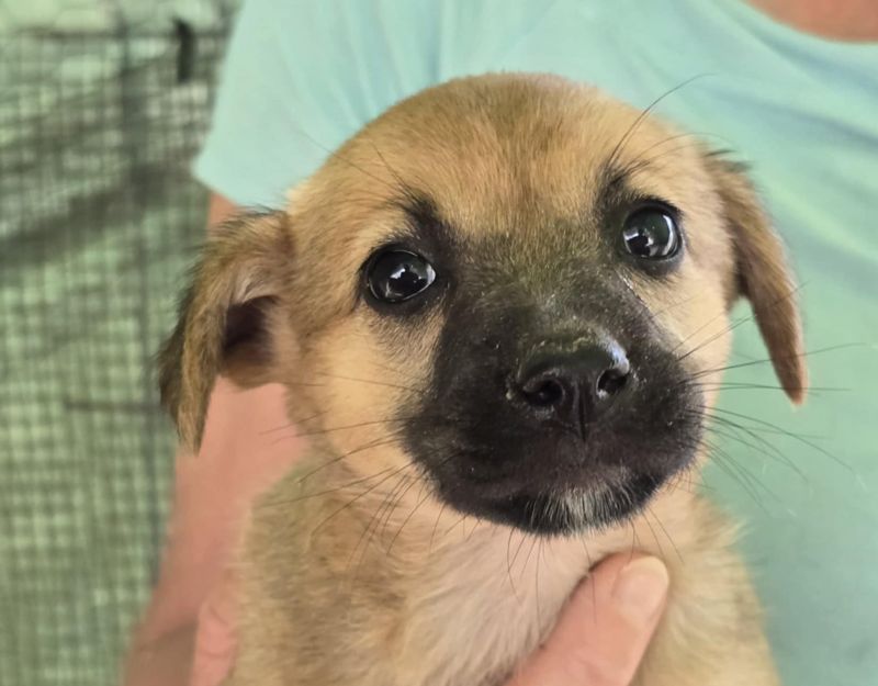 puppie adopteren