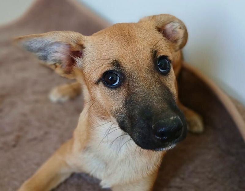 adoptie pup roemenië